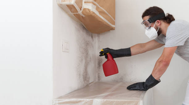 Professional Basement Mold Remediation technician working in Clarksville, TX