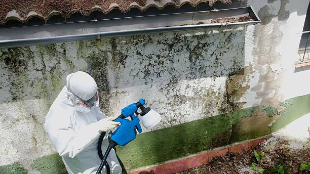 Trusted Mold Remediation service in Clarksville, TX - Cheap Mold Removal